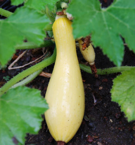 Straightneck Summer Squash growing on the vine