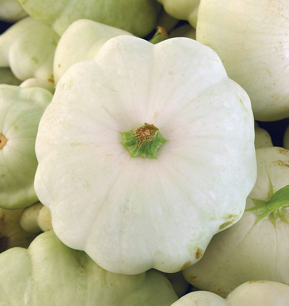 Early White Bush Scallop Squash growing on the vine