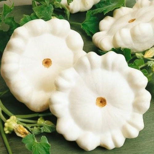 Early White Bush Scallop Squash growing on the vine