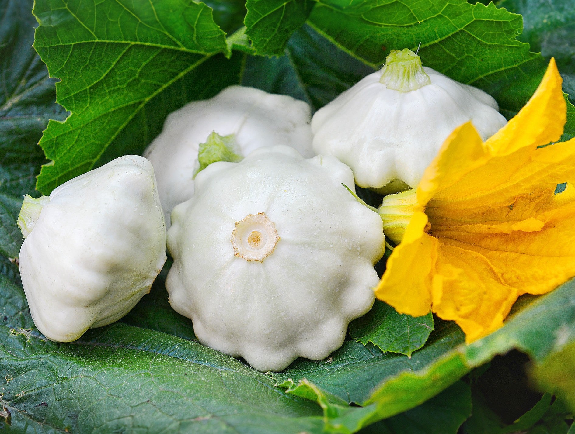 Early White Bush Scallop Squash growing on the vine