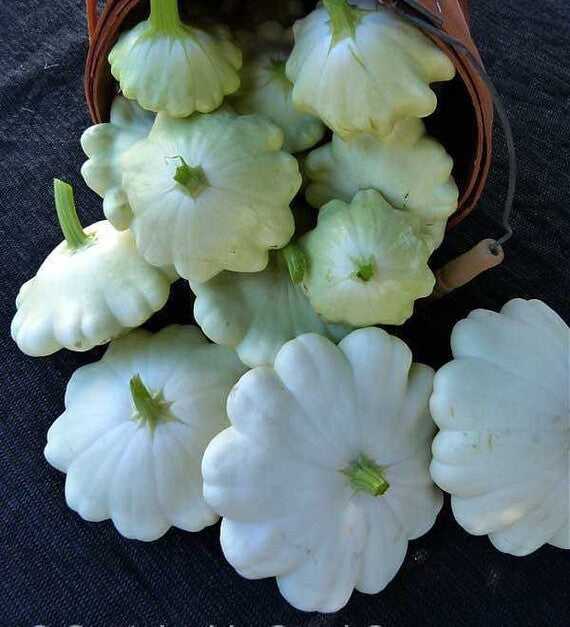 Early White Bush Scallop Squash growing on the vine