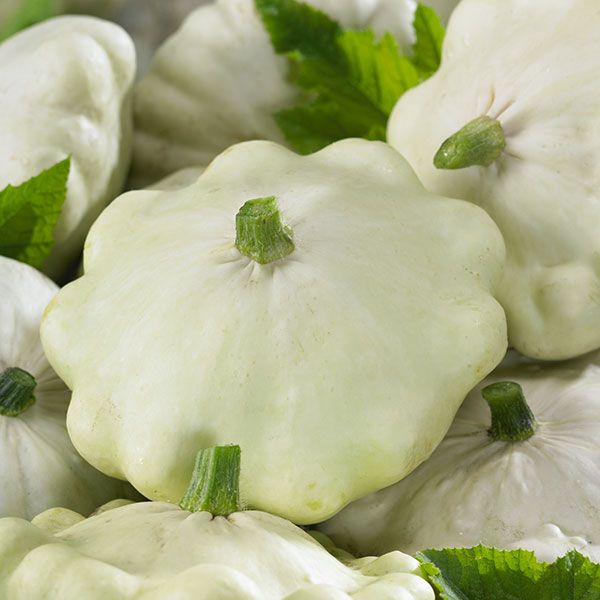 Early White Bush Scallop Squash growing on the vine
