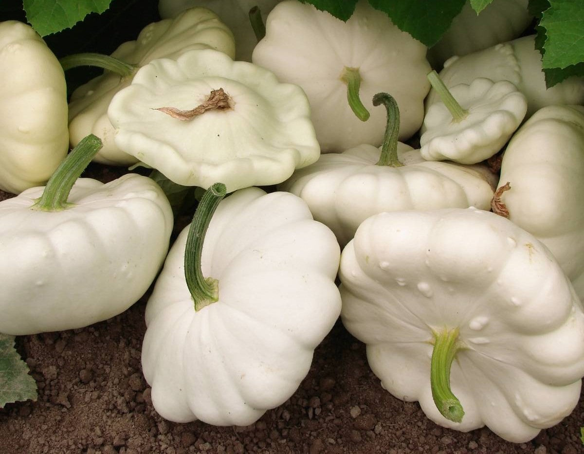 Early White Bush Scallop Squash growing on the vine