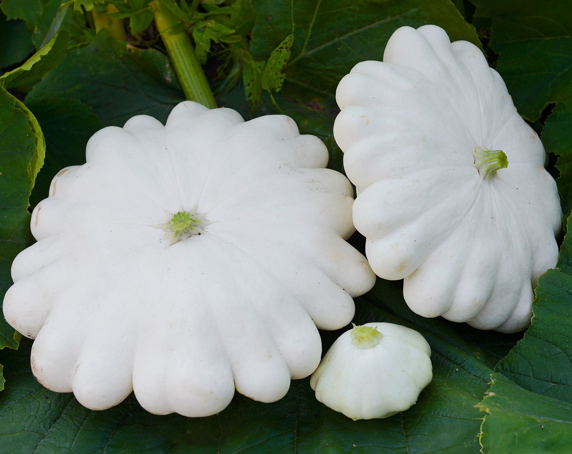 Early White Bush Scallop Squash growing on the vine
