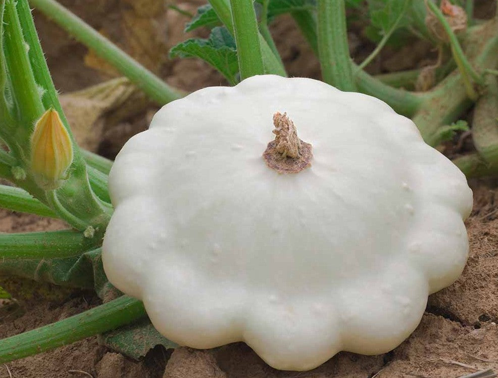 Early White Bush Scallop Squash growing on the vine