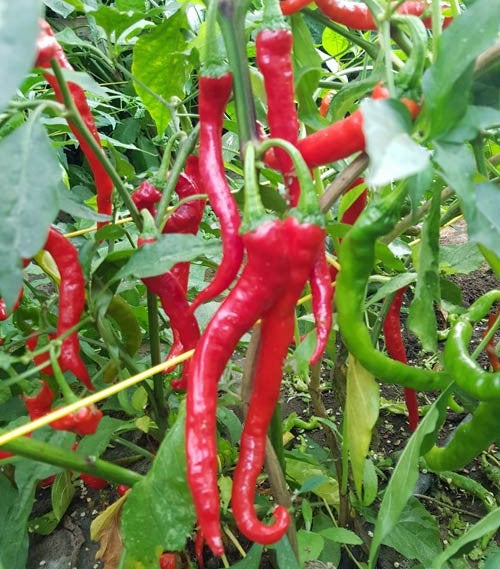Japanese Fushimi Pepper on the plant