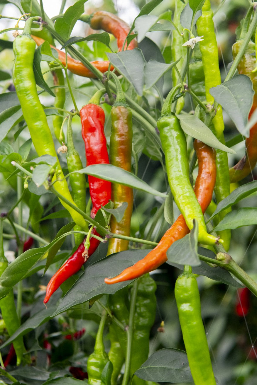 Japanese Fushimi Pepper on the plant
