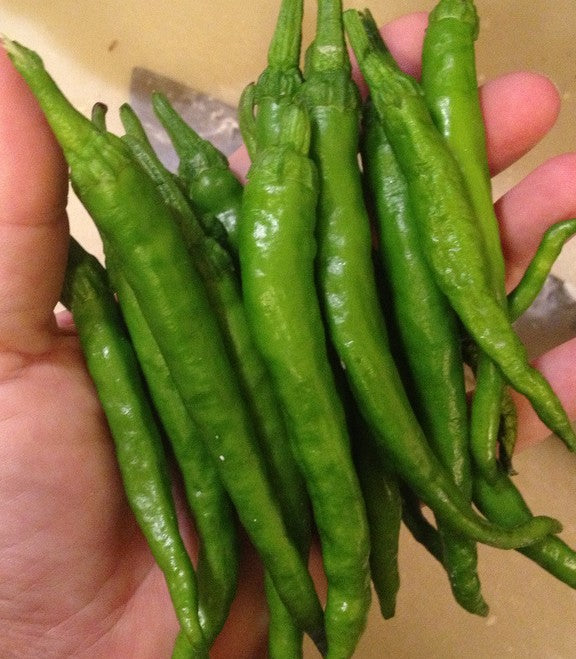 Japanese Fushimi Pepper on the plant