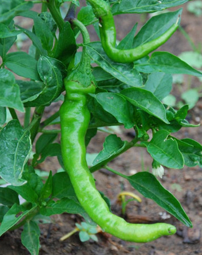 Japanese Fushimi Pepper on the plant