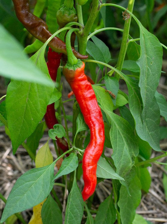 Japanese Fushimi Pepper on the plant