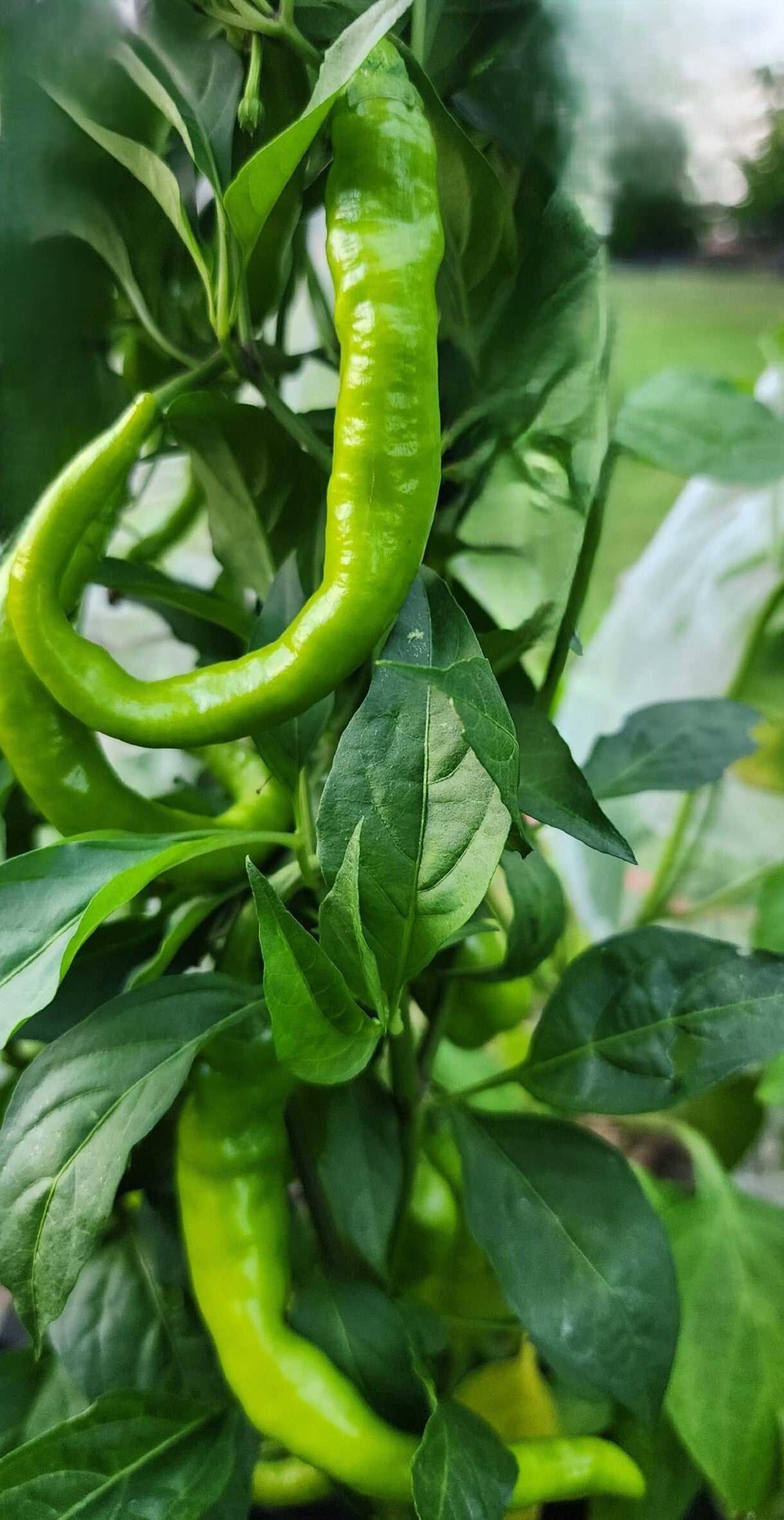 Japanese Fushimi Pepper on the plant
