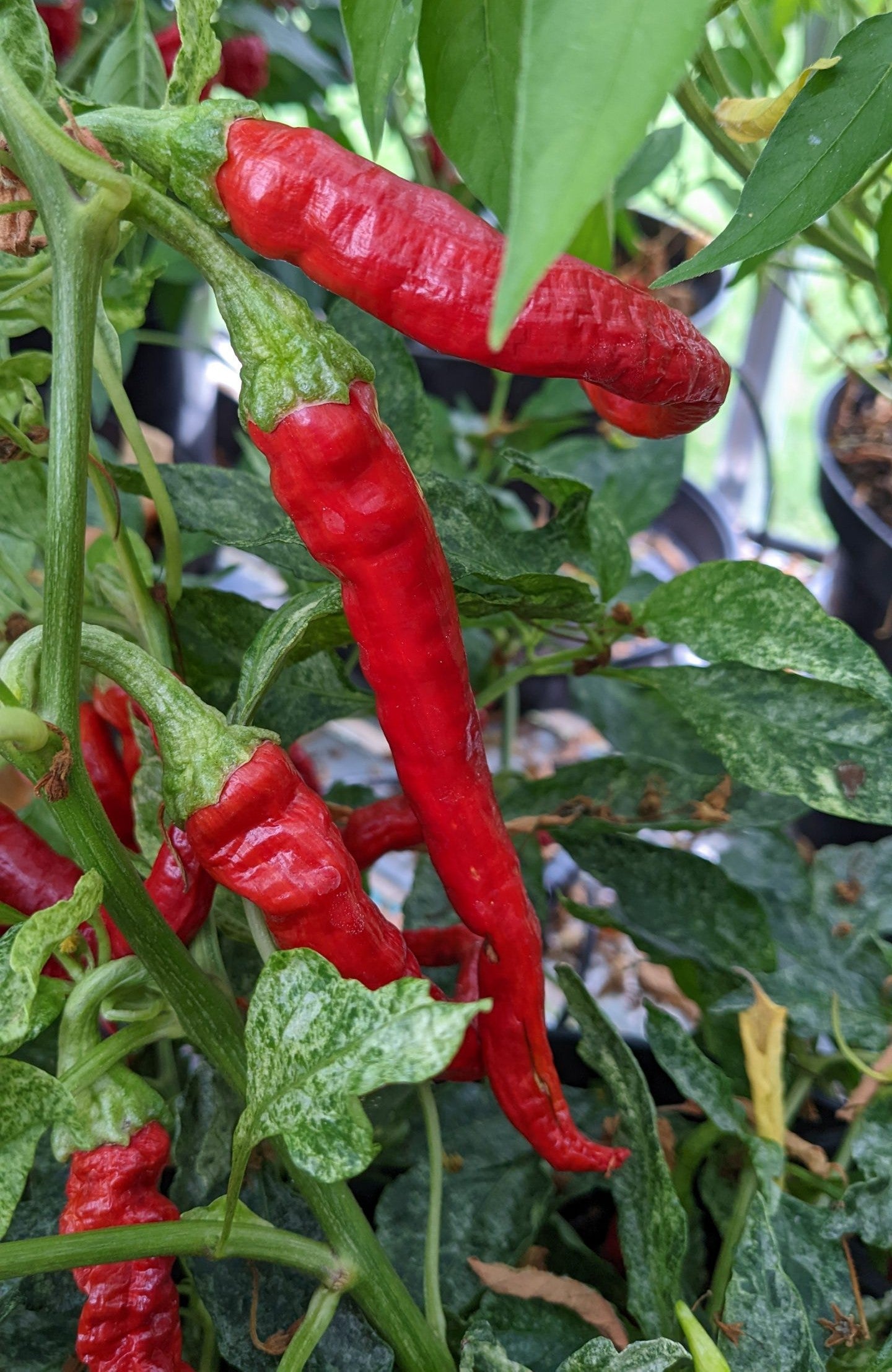 Japanese Fushimi Pepper on the plant