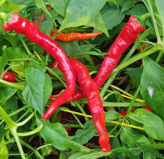 Japanese Fushimi Pepper on the plant