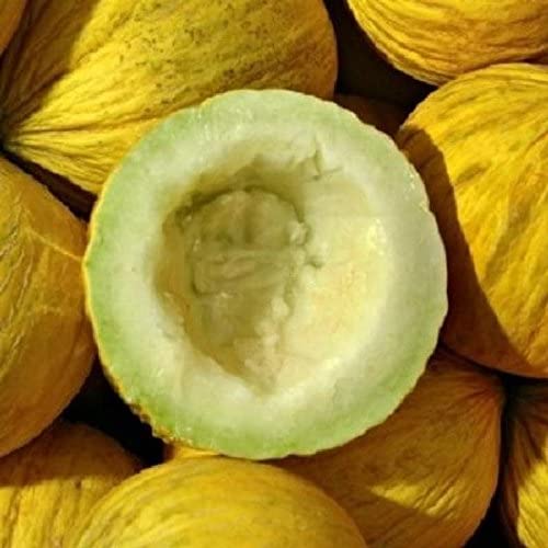 Golden Beauty Casaba Melon growing on the vine