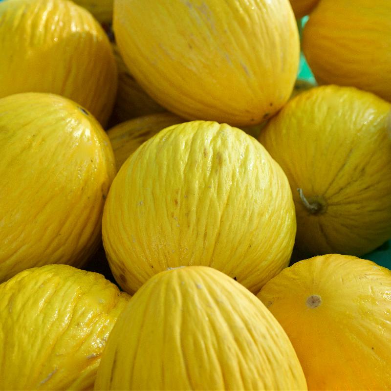 Golden Beauty Casaba Melon growing on the vine