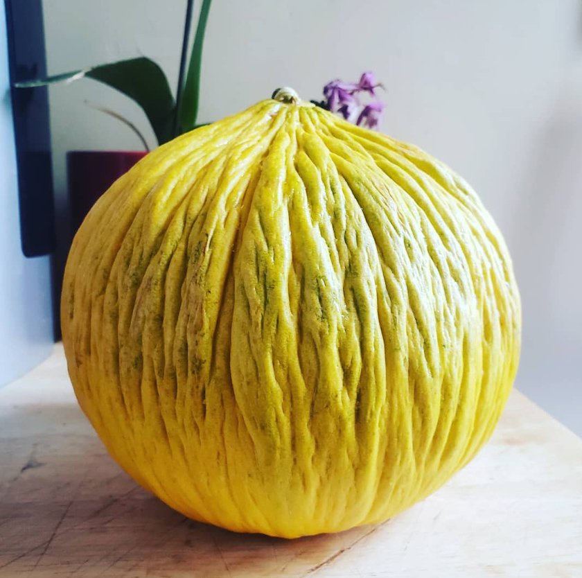 Golden Beauty Casaba Melon growing on the vine