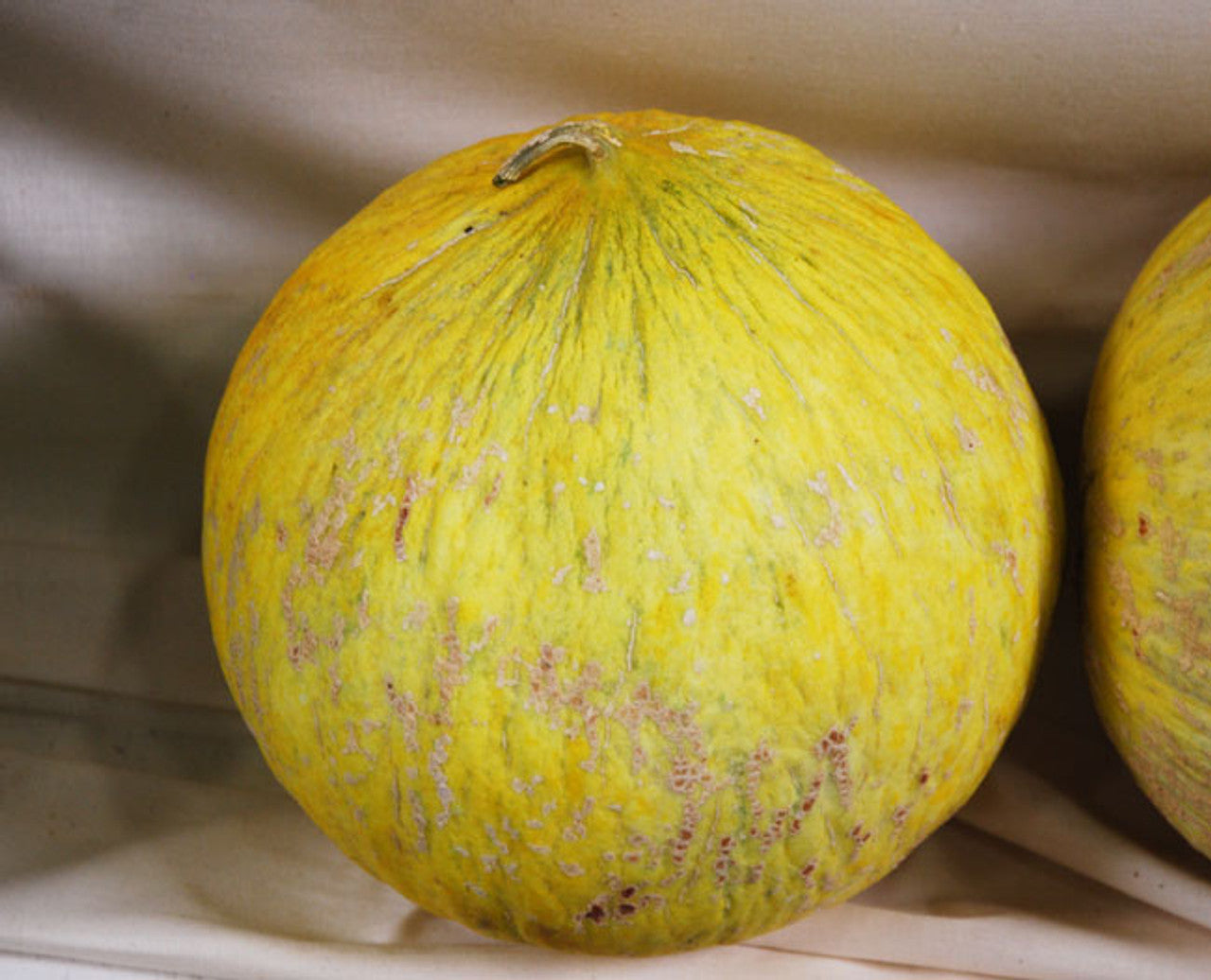 Golden Beauty Casaba Melon growing on the vine