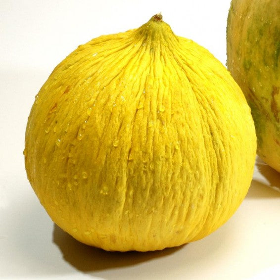 Golden Beauty Casaba Melon growing on the vine