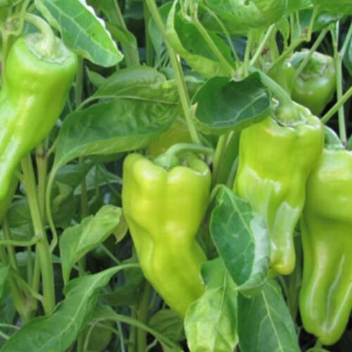 Golden Greek Pepperoncini Pepper on the plant