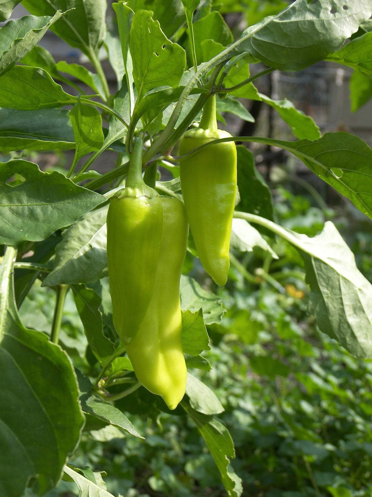 Golden Greek Pepperoncini Pepper on the plant