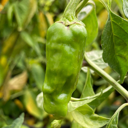 Golden Greek Pepperoncini Pepper on the plant