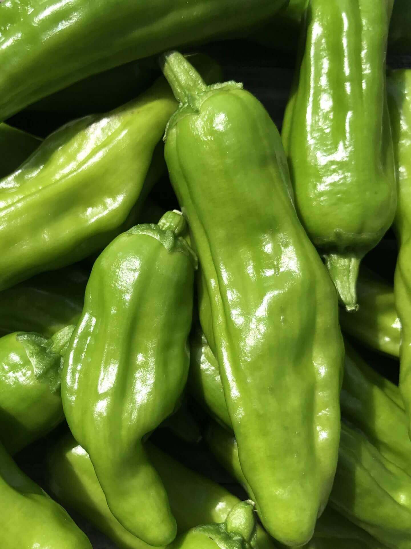 Golden Greek Pepperoncini Pepper on the plant