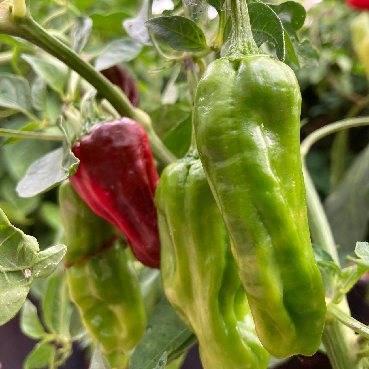 Golden Greek Pepperoncini Pepper on the plant