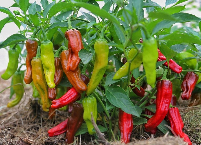 Golden Greek Pepperoncini Pepper on the plant