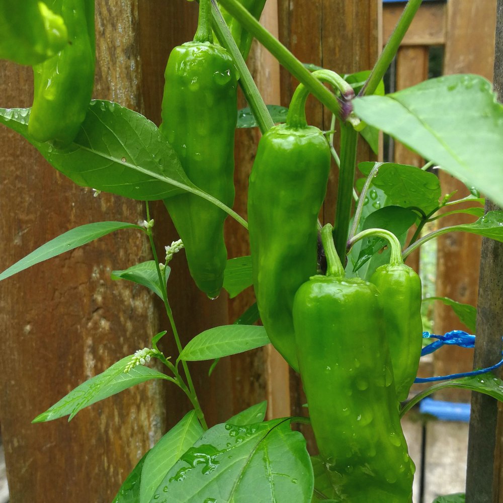 Golden Greek Pepperoncini Pepper on the plant