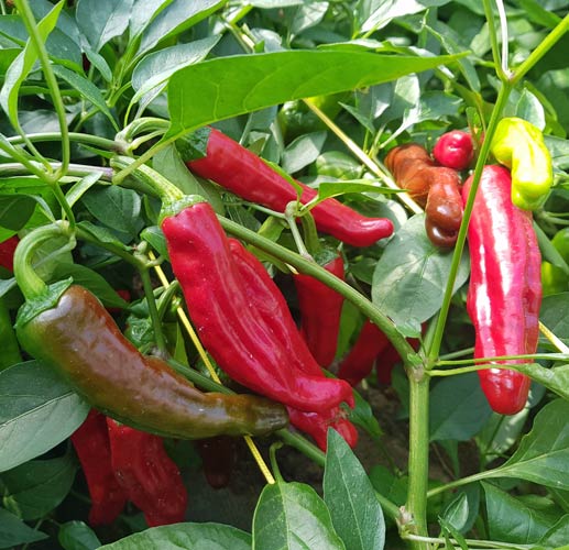 Golden Greek Pepperoncini Pepper on the plant