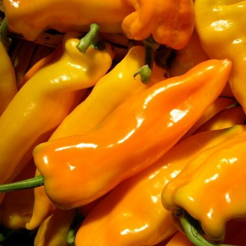 Golden Marconi Pepper on the plant