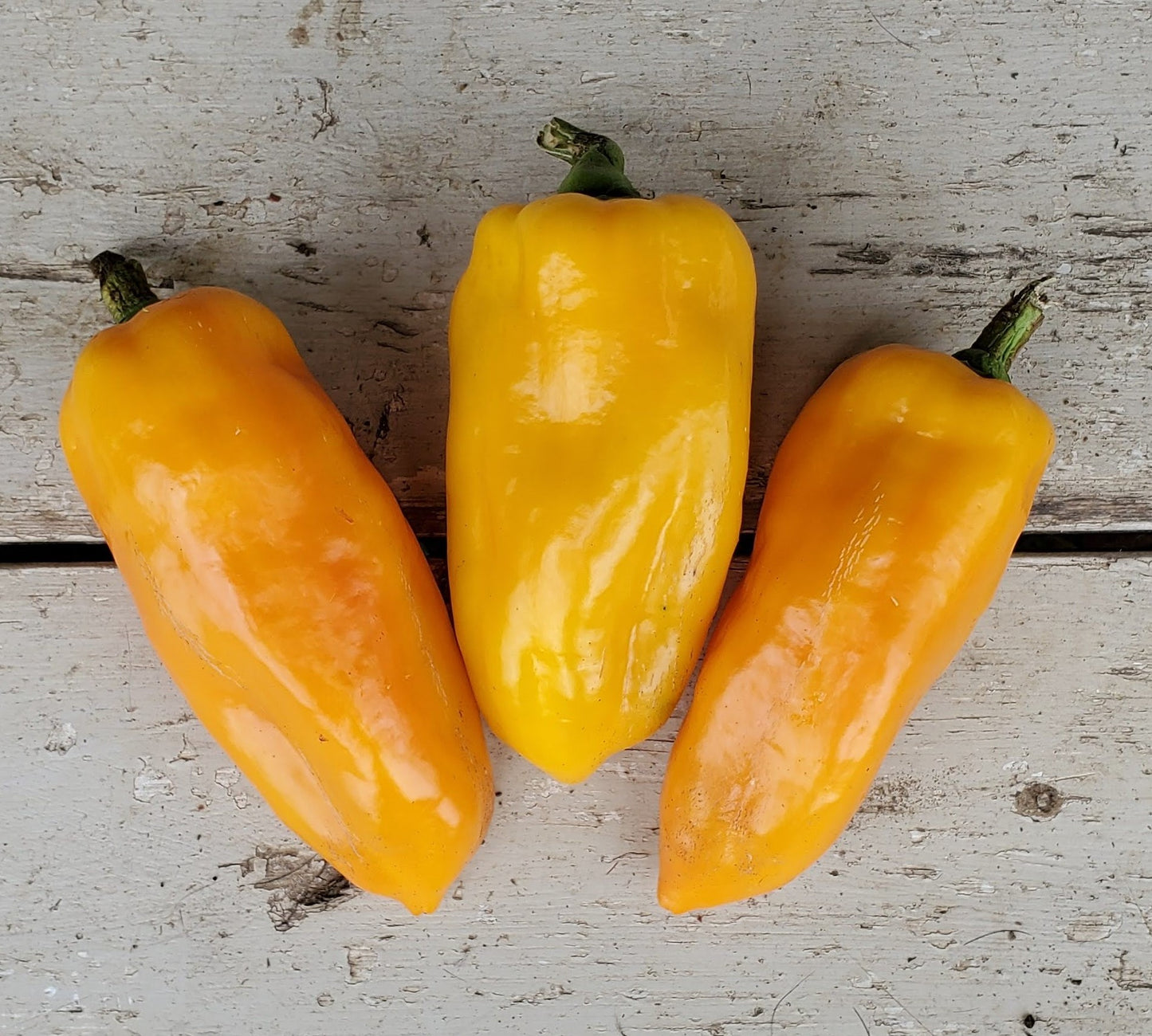 Golden Marconi Pepper on the plant