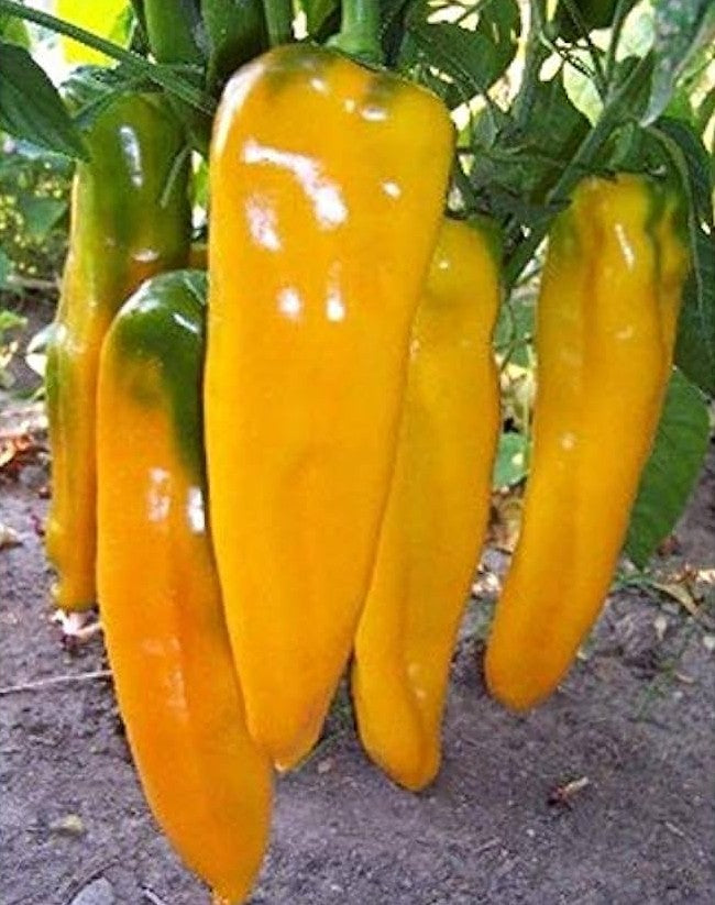 Golden Marconi Pepper on the plant