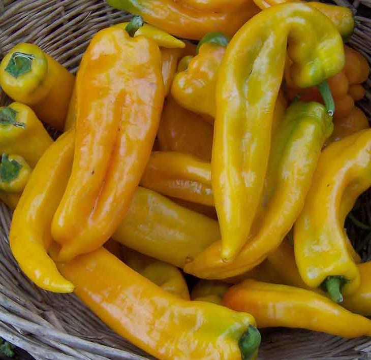 Golden Marconi Pepper on the plant