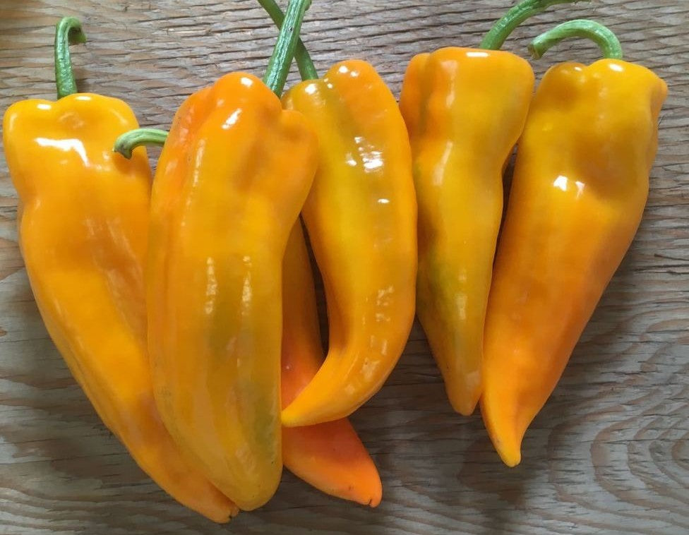 Golden Marconi Pepper on the plant