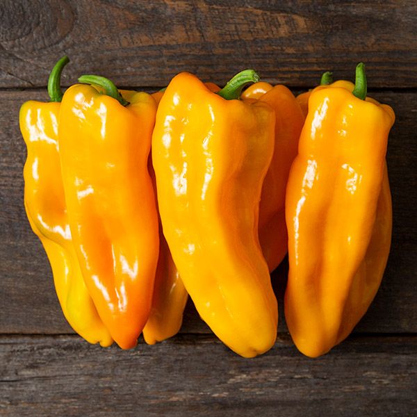 Golden Marconi Pepper on the plant