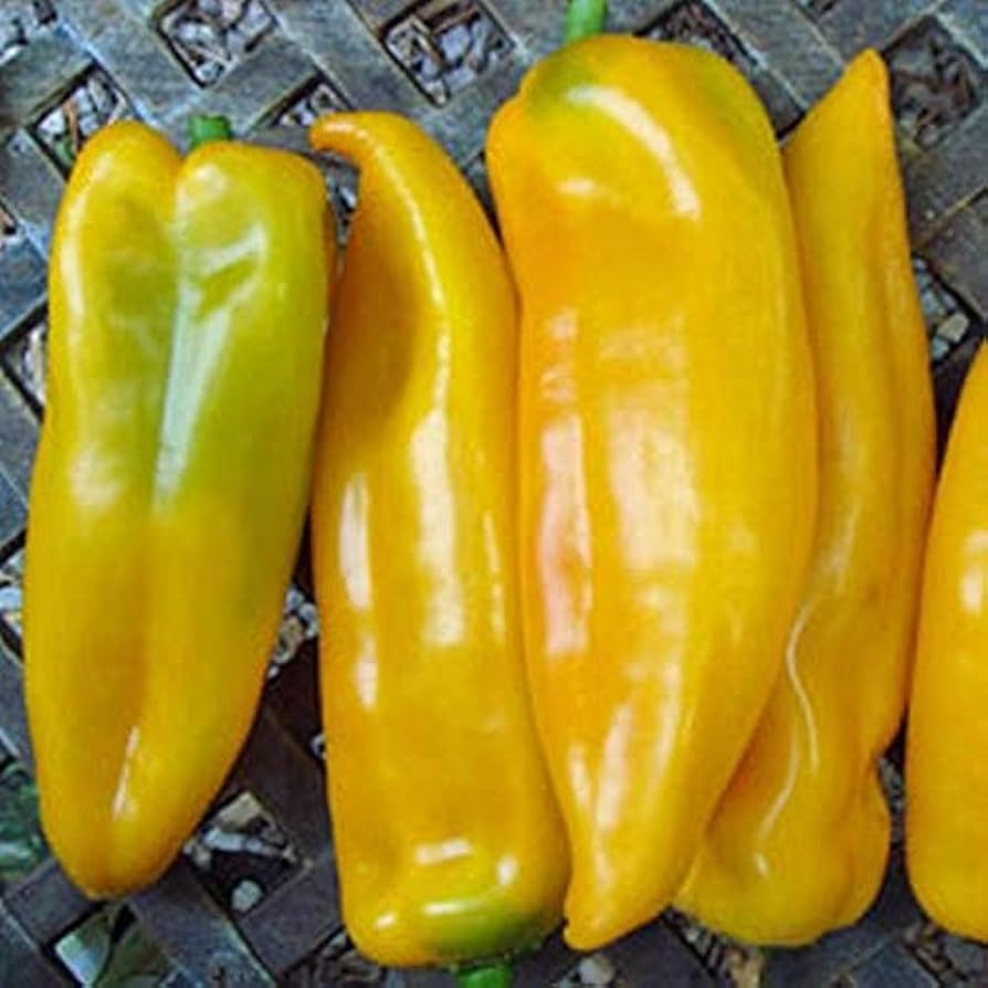 Golden Marconi Pepper on the plant