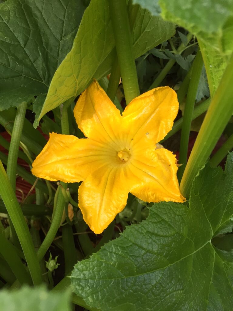 Golden Zucchini Summer Squash growing on the vine