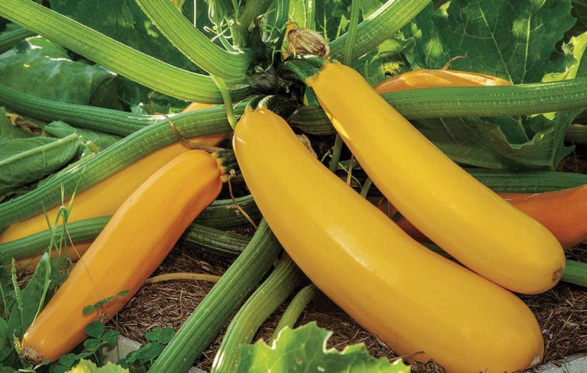 Golden Zucchini Summer Squash growing on the vine