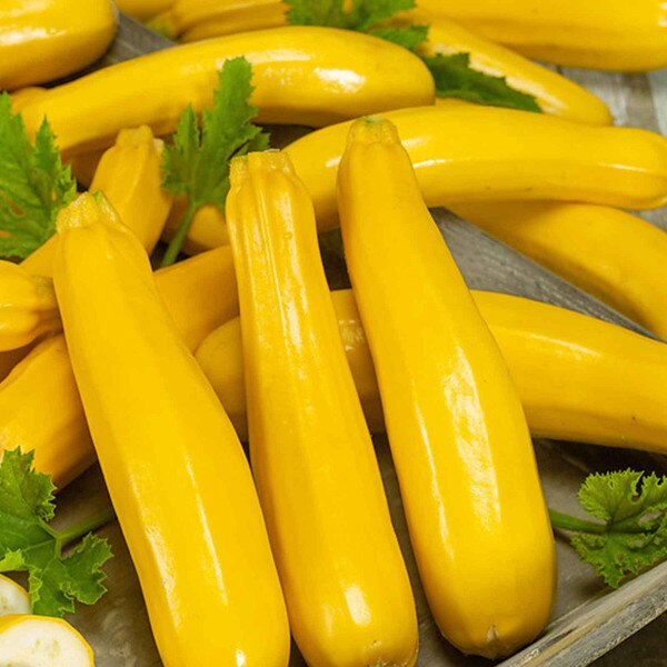 Golden Zucchini Summer Squash growing on the vine