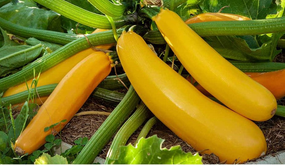 Golden Zucchini Summer Squash growing on the vine