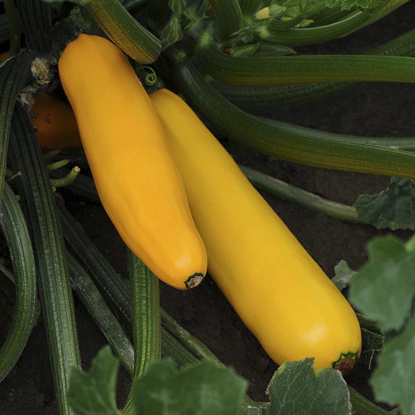 Golden Zucchini Summer Squash growing on the vine