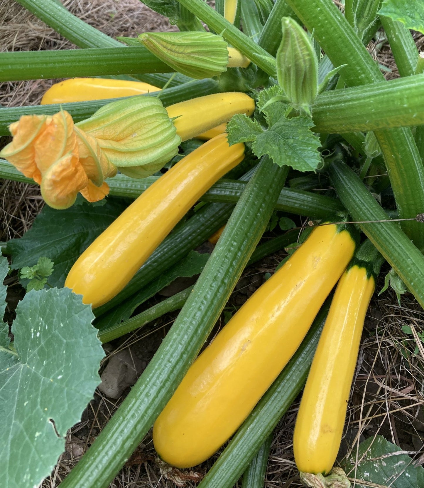 Golden Zucchini Summer Squash growing on the vine