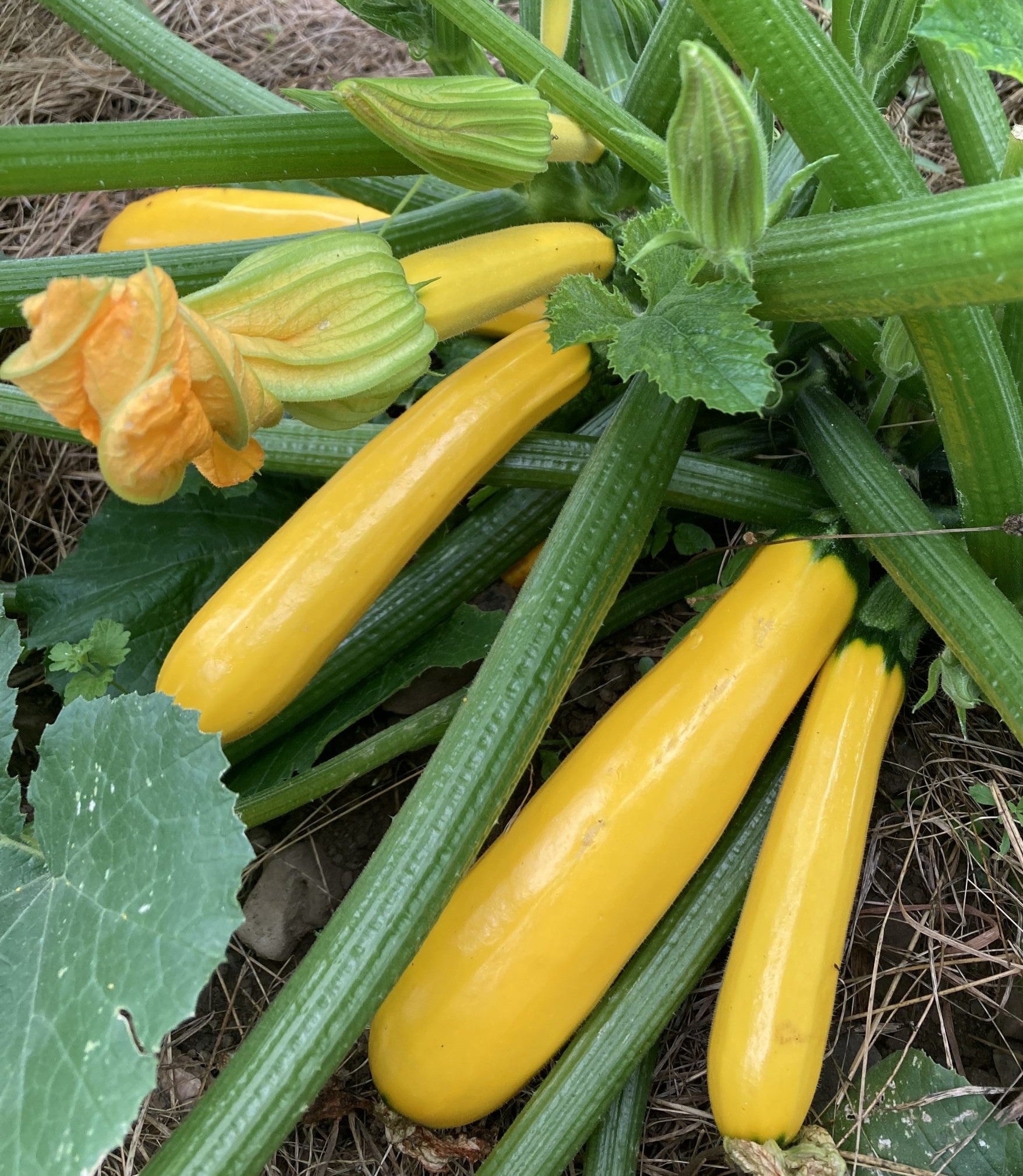 Golden Zucchini Summer Squash growing on the vine