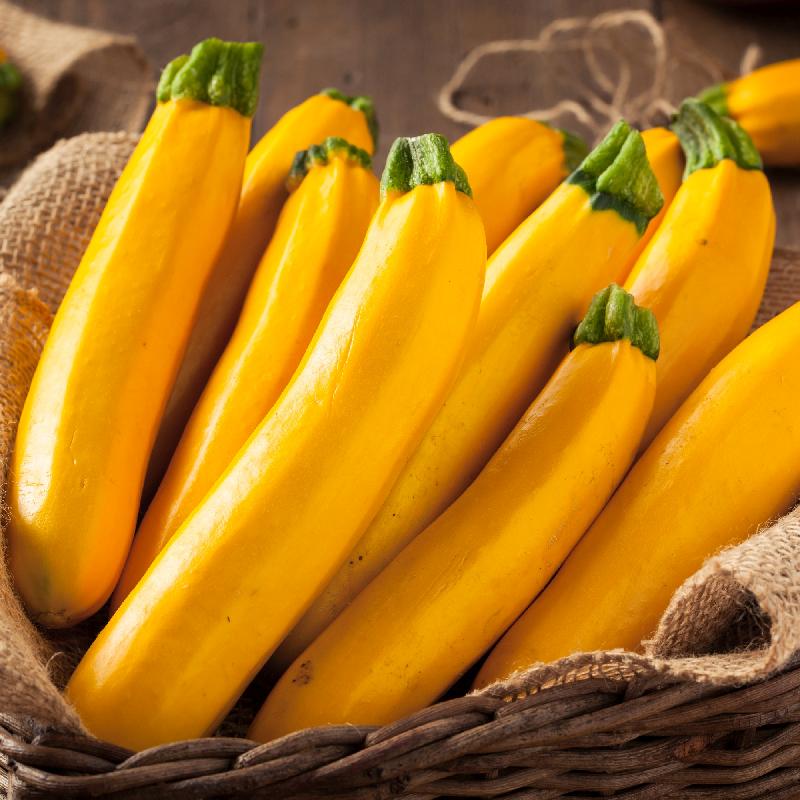 Golden Zucchini Summer Squash growing on the vine