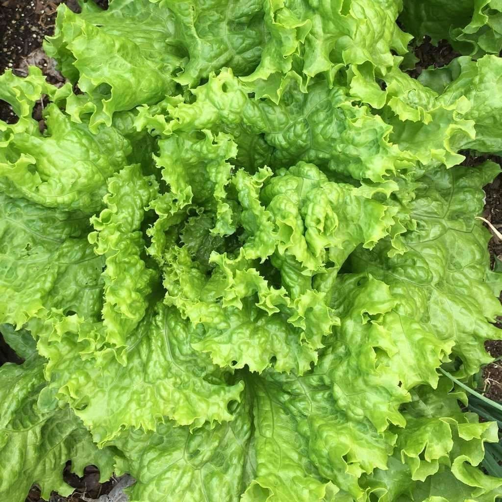 Grand Rapids Leaf Lettuce on the plant 