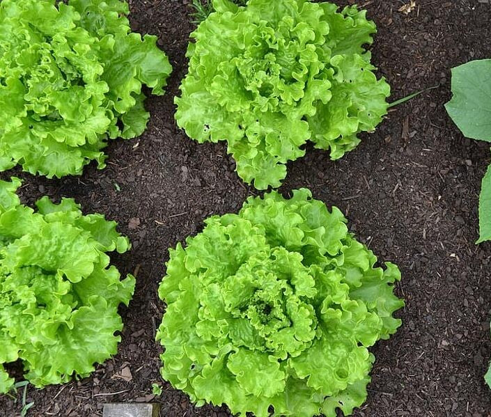 Grand Rapids Leaf Lettuce on the plant 