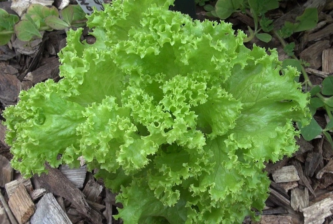 Grand Rapids Leaf Lettuce on the plant 