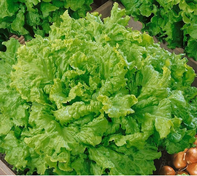 Grand Rapids Leaf Lettuce on the plant 