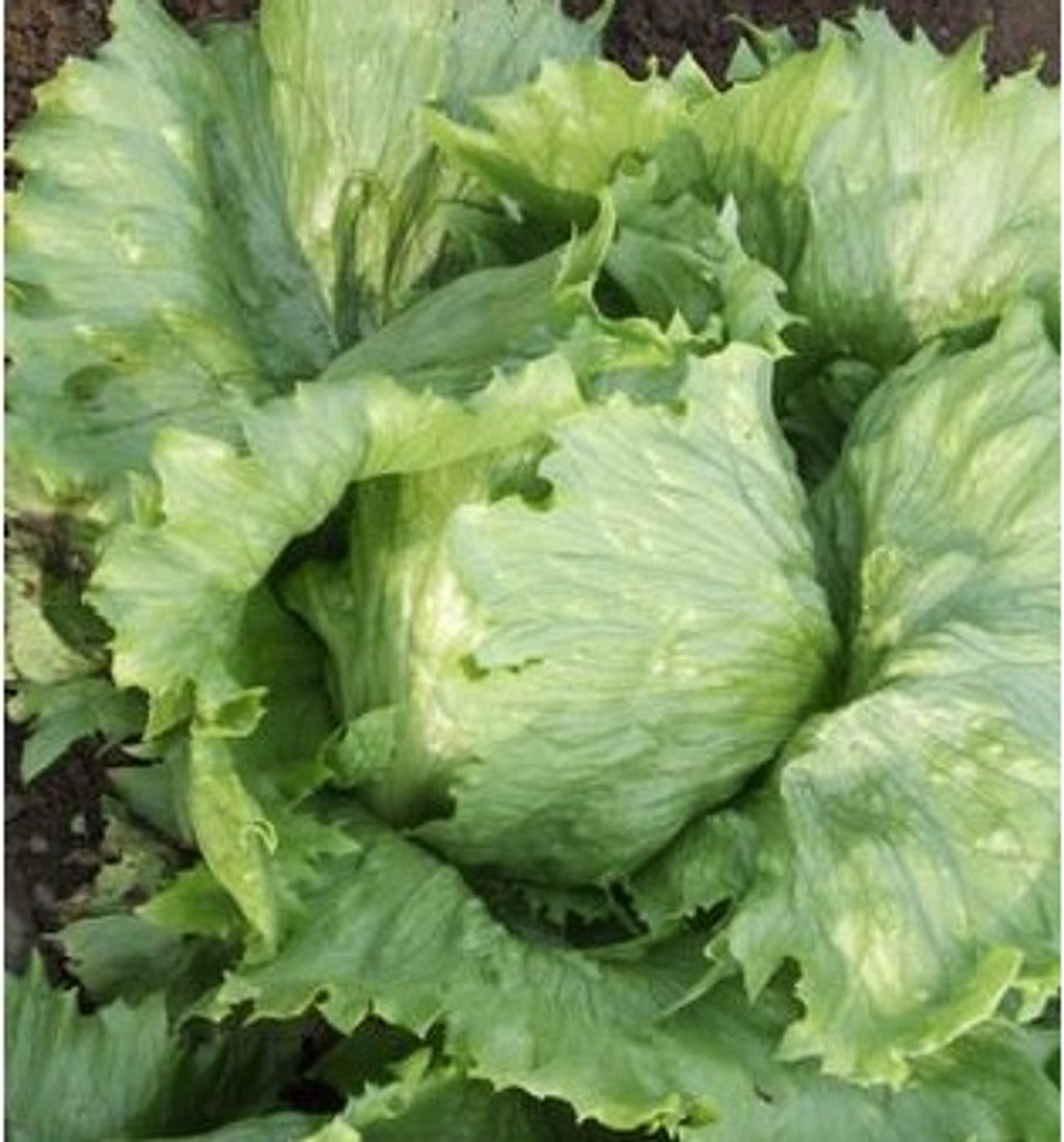 Great Lakes 659 Lettuce on the plant 